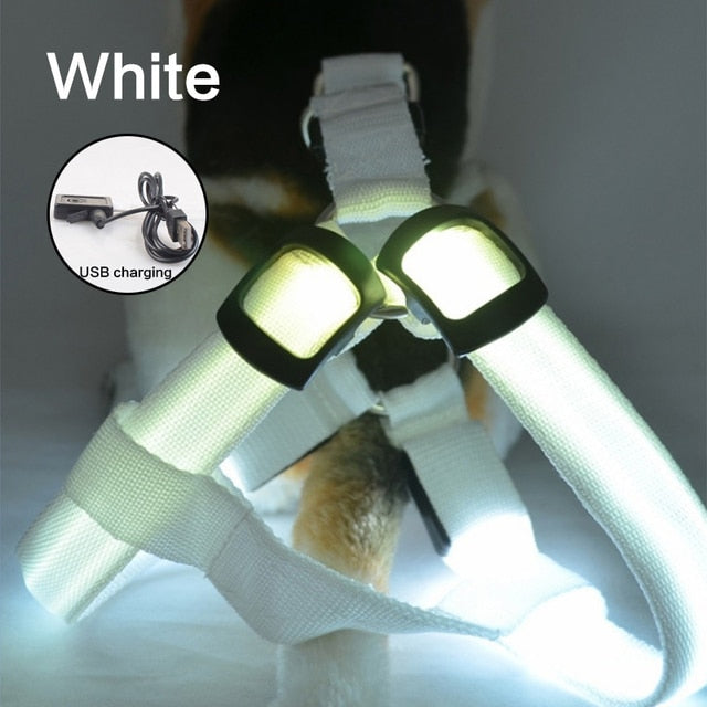 Luminous Dog Harness